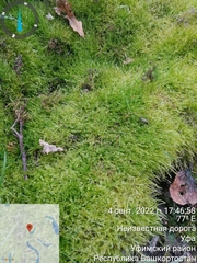 Plagiomnium cuspidatum