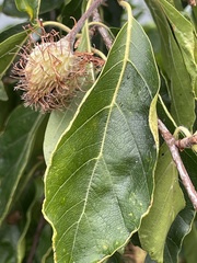 Fagaceae