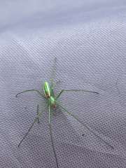 Tetragnatha viridis