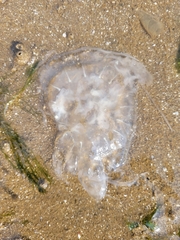 Chrysaora chesapeakei