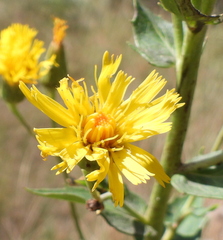 Hieracium robustum