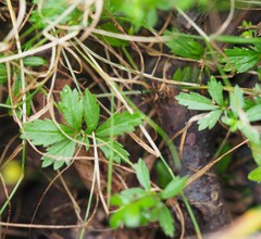 Potentilla erecta