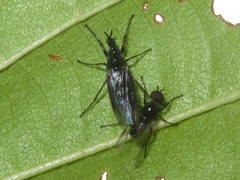 Dilophus febrilis