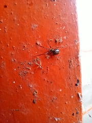 Steatoda castanea
