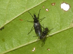 Dilophus febrilis