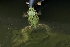 Pelophylax