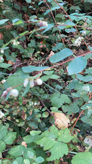 Symphoricarpos