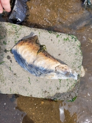 Crassostrea virginica