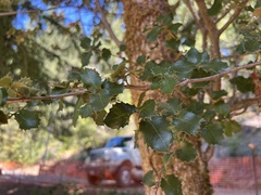 Quercus wislizeni