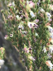 Erica inamoena