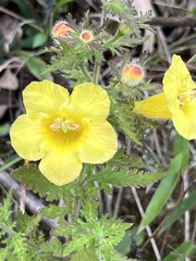 Aureolaria pectinata