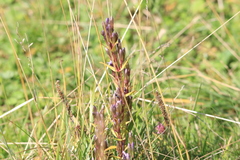 Gentianella amarella