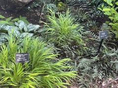 Hakonechloa macra