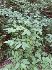 Vaccinium corymbosum
