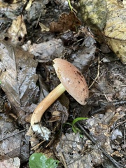 Aureoboletus auriporus