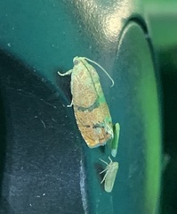 Cydia latiferreana