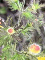 Aureolaria pectinata