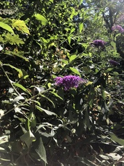 Buddleja