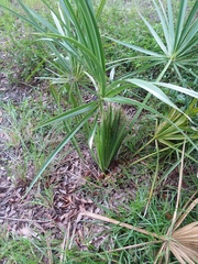 Arecaceae