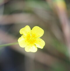 Potentilla erecta