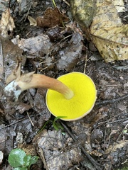 Aureoboletus auriporus
