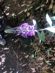 Buddleja