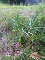 Arecaceae