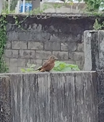 Hirundinea ferruginea