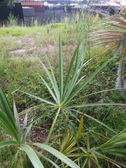Arecaceae