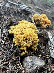 Ramaria flava
