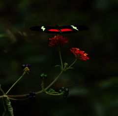 Heliconius clysonymus