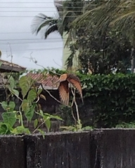 Hirundinea ferruginea