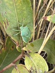 Chlorochroa