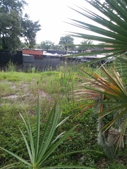 Arecaceae