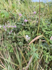 Oenothera filiformis