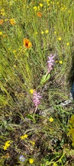 Lachenalia carnosa