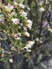 Erica inamoena