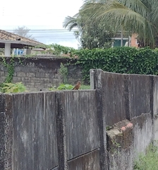 Hirundinea ferruginea