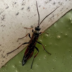 Stenichneumon culpator