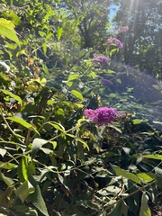 Buddleja davidii