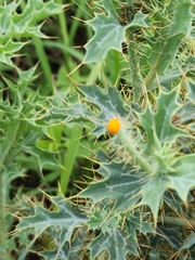 Argemone aurantiaca