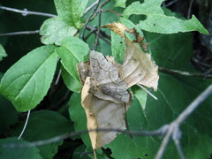 Lambdina fiscellaria