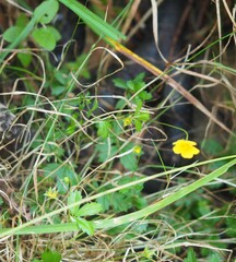 Potentilla erecta
