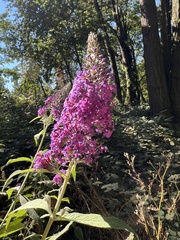 Buddleja davidii