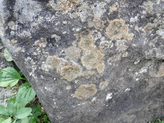Lecanoromycetidae
