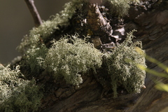 Usnea hirta