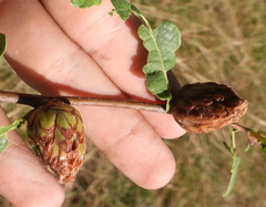 Andricus foecundatrix