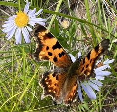 Polygonia faunus