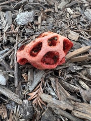 Clathrus ruber