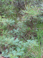 Indigofera sphaerocarpa